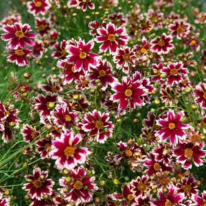 Puede incluir: Primer plano de un campo de flores de Coreopsis. Las flores tienen pétalos de color burdeos intenso con puntas blancas y centros amarillos. Los tallos y hojas verdes crean un telón de fondo natural para las coloridas flores.
