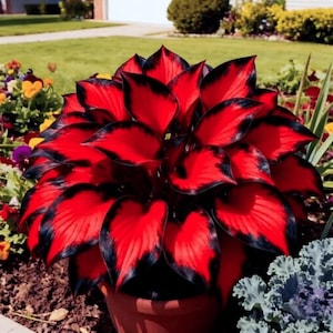 Peut inclure: Une plante en pot présentant de larges feuilles en forme de cœur avec des centres rouge vif et des bordures noires distinctes. Le feuillage est disposé en une rosette dense et symétrique, créant un contraste saisissant entre le rouge et le noir.
