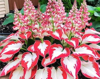 Bulbo de hosta para jardín de sombra: planta ornamental de follaje variegado para jardines y macetas.