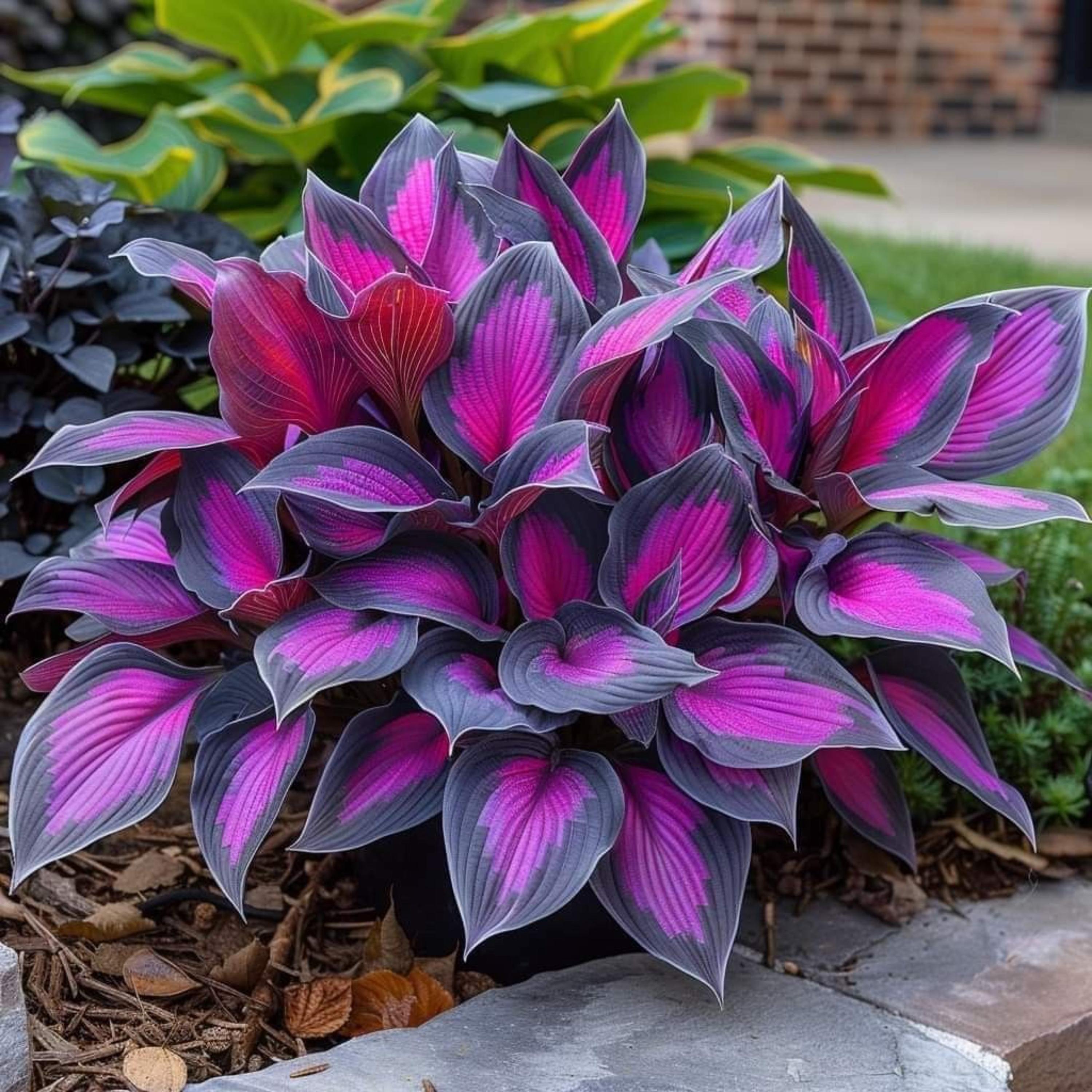 200+ Purple & Pink Hosta Seeds – Heart-shaped Foliage Shade-loving