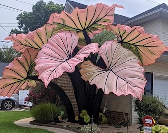 3 bulbos de Colocasia 'Oreja de Elefante' – Plantas tropicales de hojas grandes para jardines exteriores, macetas y diseño paisajístico.