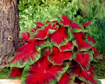 Fancy Crimson Sky Caladium Bulbs – Ornamental Tropical Shade Plants for Patios, Borders & Gardens