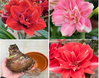 Bulbos de amarilis doble (paquete de 5) – Bulbos de lirio doble multicolor raros para plantar en interiores y exteriores, impresionante floración gigante.