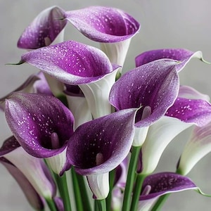 May include: A bouquet of calla lilies with white and purple petals. The purple petals have white speckles and a white border. The stems are green and the background is a soft gray.