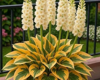 2er Pack bunte Hosta Gelb Grün Zwiebeln | Schattenliebende Hosta-Pflanze für Heim & Garten | Indoor Outdoor Dekoratives Laub Einfach Wachsen