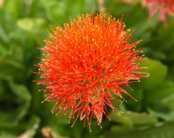 Orange Football Lily Bulbs (Scadoxus Multiflorus) Pack of 2 | Imported Summer Flower Bulbs | Indoor Outdoor Gardening | Exotic Bloom Plant