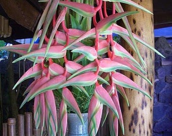 Bulbos de heliconia de color rosa y verde (paquete de 2) / Planta exótica tropical para el hogar y el jardín / Planta decorativa de fácil cultivo para interior y exterior