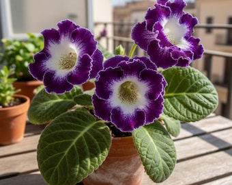 Dark Purple Gloxinia Bulbs Pack of 2 – Rare Velvet Bloom Houseplant Tubers