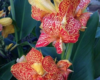 Dotted Pink Canna Lily Bulbs Pack of 2 | All Season Flowering Tropical Plant for Home & Garden | Easy Grow Decorative Flower Bulbs