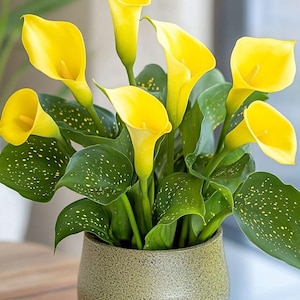 Gele calla leliebol – geïmporteerde Hollandse bloembol, heldere tuinplant, indoor buitenlelie, zonnig gele bloem voor tuinieren cadeau