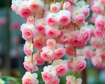 Weeping Begonia Bulbs Dark Pink Pack of 2 – Rare Hanging Begonia Tubers, Pink Flower Bulbs for Indoor Outdoor Gardening, Easy Grow Plants