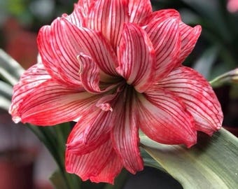 Amaryllis Double Flower Bulbs Pack of 2 | Maroon Amaryllis Lily | Imported Holland Bulbs | Indoor Outdoor Flowering Plant