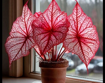 Caladiumlökar 2-pack | Krämrosa Caladium | Importerad tropisk bladväxt | Skuggväxt för inomhusbruk och utomhusbruk