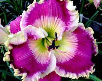 2er Pack Blumenzwiebeln Taglilie (Dunkel Rosa) | Hemerocallis Staudenlilien Zwiebeln | Einfach, Gartenblumen zu züchten | Outdoor Zimmerpflanzen