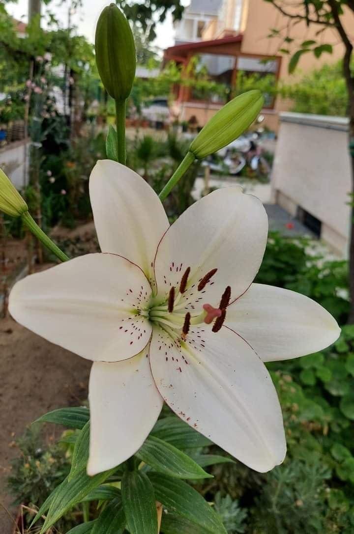 Asiatic Lily Bulbs Pack of 2 Off White Lily Flowers Cream White Lily Imported Holland Lily Bulbs Indoor Outdoor Garden Plants