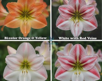 Bulbos de Amaryllis Lily Holland de floración múltiple – Mezcla de 4 colores / Paquete de 10 bulbos premium