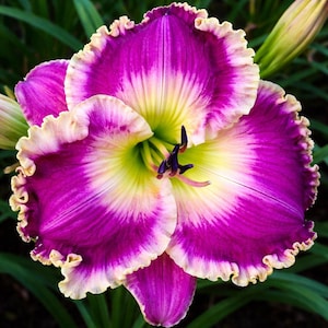 Bulbos de lirio de día violeta / Paquete de 2 bulbos / Planta perenne Hemerocallis / Flor púrpura con volantes / Planta de jardín de floración veraniega de fácil cultivo