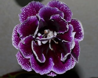 Dark pure purple Gloxinia Double Imported Holland Flower Bulbs Pack Of 2