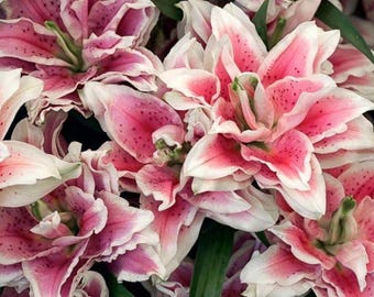 Double Oriental Lily Bulbs Pack of 2 | Pink with Cream Lily Bulbs | Fragrant Flowering Lilies | Indoor Outdoor Garden Plants
