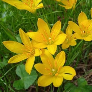 Op de afbeelding: Een groep felgele regenlelies met elk zes puntige bloemblaadjes en opvallende oranje meeldraden in het midden. De bloemen zijn omgeven door dun, groen, grasachtig blad, wat zorgt voor een helder en natuurlijk botanisch beeld.