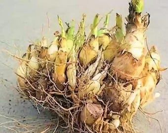 Tuberose Rajanigandha Double Petal Bulbs Pack mit 9 duftenden Hybridpflanzen