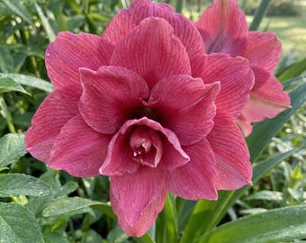 Double Dream Amaryllis – Soft Pink Bloom, Large Holland Flower Bulbs (Pack of 2)