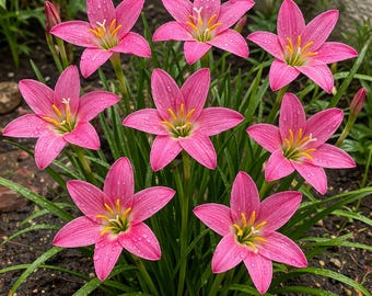 Paquete de 15 bulbos de lirio de lluvia / Bulbos de flores rosas Zephyranthes / Plantas que florecen durante todo el año / Flores de jardín fáciles de cultivar / Bulbos de lirio monzónico