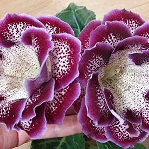 May include: Close-up of two vibrant purple and white Gloxinia flowers. The petals are a deep purple with white speckles and edges. The flowers are in full bloom, showcasing their intricate details.