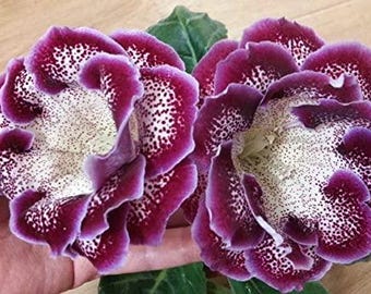 Imported Veriety Gloxinia Double Mix Farben Blumen Zwiebeln 2er Pack