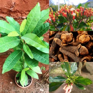 Puede incluir: Un collage de imágenes que muestran plantas de clavo y sus componentes. Las imágenes incluyen una planta de clavo en maceta con hojas verdes, capullos de clavo y clavos secos.