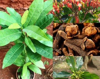 Paquete de 20 semillas híbridas de clavo de Kerala para todas las estaciones / Semillas de planta de lobongo vivas / Semillas de clavo de jardín orgánico, largas y saludables