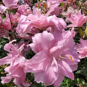 May include: A close-up of a cluster of large, light pink lilies in full bloom. The petals are layered and ruffled, with a slight gradient of color. Green foliage surrounds the flowers, and a blue sky is visible in the background.