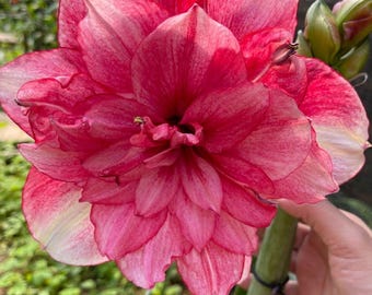 Amaryllis Gefüllte Blumenzwiebeln 2er Pack | Braun Schattierte Amaryllis Lilie | Imported Holland Glühlampen | Indoor Outdoor blühende Pflanze