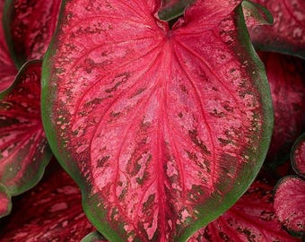 Confezione da 2 bulbi di caladio / Caladio magenta / Pianta tropicale importata / Pianta da interno/esterno per giardino ombreggiato