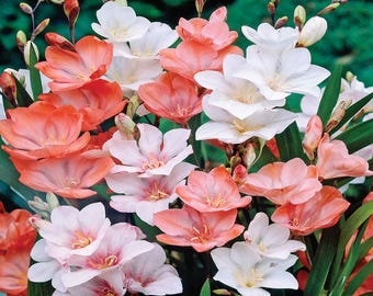 Bulbos de Tritonia (Paquete de 2) / Bulbos de floración durante todo el año / Flores de jardín fáciles de cultivar / Perfectos para jardinería doméstica y macetas