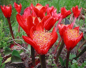 Bulbos de lirio de fútbol, paquete de 4 / Bulbos de flores de mezcla variada / Planta de floración para interior y exterior, bulbos de verano importados