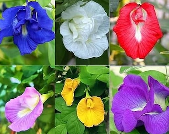 Mezcla híbrida de semillas de flores Aparajita / Guisante mariposa de doble pétalo / Shankhpushpi multicolor poco común / Semillas de jardín de fácil cultivo (paquete de 30)