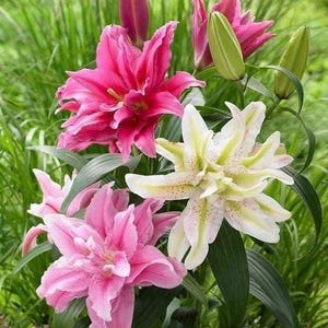 Op de afbeelding: Een close-up van levendige lelies in roze en witte tinten. De bloemen hebben meerdere lagen bloemblaadjes. Groene bladeren en gras vormen de achtergrond, met enkele ongeopende knoppen.