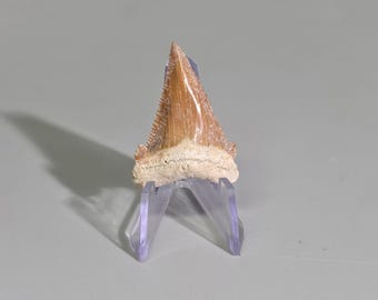 May include: A fossilised shark tooth with a tan, triangular crown and a textured, beige root base. The tooth features visible serrated edges along the sides and is displayed upright on a clear, V-shaped acrylic plastic display stand.
