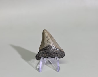 May include: A fossilised shark tooth featuring a light grey, triangular crown with visible vertical ridges and a dark, textured root base. The tooth is securely positioned on a clear, three-pronged acrylic display stand for upright viewing.