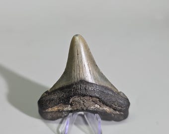 May include: A fossilised shark tooth featuring a smooth, light grey triangular crown with visible vertical striations and a dark, textured root base. The tooth is displayed upright on a small, clear plastic stand, showcasing its natural fossilised form.