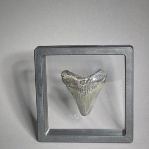 Könnte beinhalten: Ein versteinerter Haifischzahn, präsentiert in einer transparenten Vitrine mit grauem Rahmen. Der Zahn ist dreieckig, mit einem hellgrauen Körper und dunkleren grauen und schwarzen Akzenten. Die Vitrine ist quadratisch und steht vor einem grauen Hintergrund.
