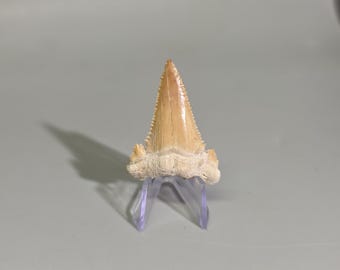 May include: A fossilised shark tooth with a tan, triangular crown and serrated edges, featuring two smaller lateral cusps at the base. The tooth is mounted on a clear, angled plastic display stand, showcasing its natural texture and pointed tip.