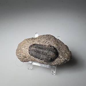 Puede incluir: Un trilobites fosilizado incrustado en una roca marrón claro. El trilobites es de color gris oscuro y tiene un cuerpo segmentado. La roca descansa sobre un soporte acrílico transparente, mostrando el antiguo artrópodo marino.