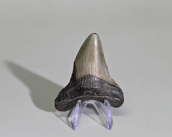 May include: A fossilised shark tooth featuring a smooth, light grey crown and a dark, textured root. The tooth is displayed upright on a clear, V-shaped acrylic stand, showcasing its triangular shape and natural mineralised surface details.