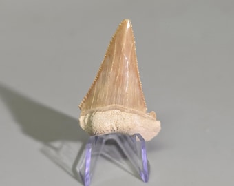 May include: A fossilised shark tooth with a smooth, tan-coloured enamel crown and a textured, beige root base. The tooth features a triangular shape with visible serrated edges along both sides, displayed upright on a clear acrylic stand.