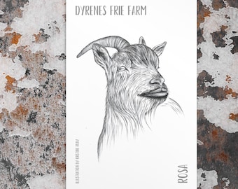 Postales únicas: retratos de animales dibujados a mano por Kirstine Ruby.