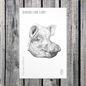 Pode incluir: Esboço a lápis da cabeça de um porco sobre um fundo branco. A obra de arte está rotulada como "DYRENES FRIE FARM" no topo e "TRINE" na parte inferior. O nome do artista, "ILLUSTRATION BY KIRSTINE RUBY", também está incluído.
