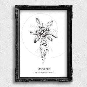May include: Black framed art print with a detailed black and white illustration of a Mandrake plant. The artwork shows the plant's root, leaves, and flowers, with the name "Mandrake" and its botanical name below. A dotted circular design is in the background.