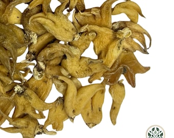 Salam Panja Whole & Powder | Himalayan Marsh Orchid | Dactylorhiza Hattagirea Herb | Natural Botanical